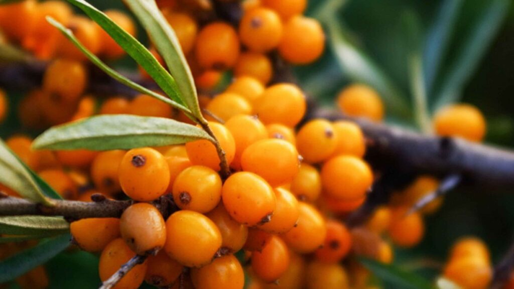 Manfaat Dahsyat Sea Buckthorn